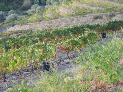A great harvest.